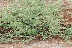 Phyllanthus fraternus